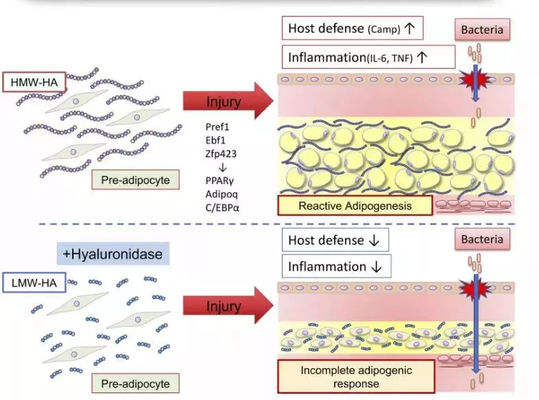 Solución Lipolítica Lemon Bottle para Inyección para Quema de Grasa